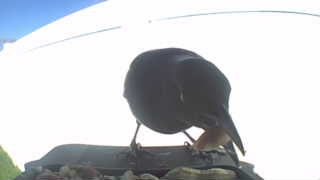 european starling