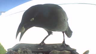 common grackle