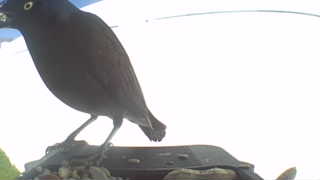 common grackle