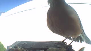 american robin