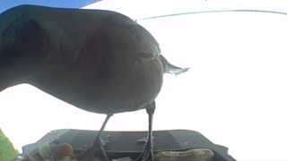 rock pigeon