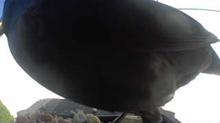 rock pigeon