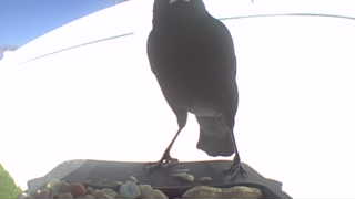 common grackle