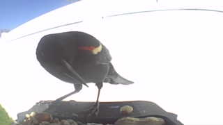 red-winged blackbird
