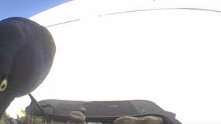 Unidentified clip