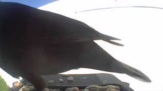 american crow