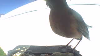 american robin