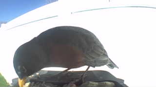 american robin