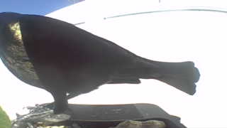 common grackle