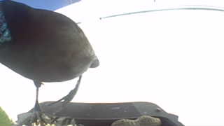 common grackle