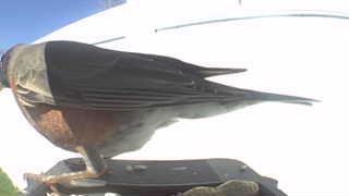 american robin