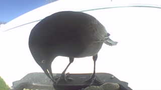 common grackle