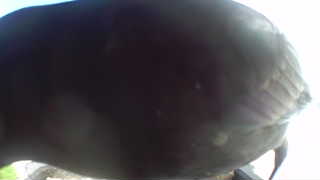 Unidentified clip