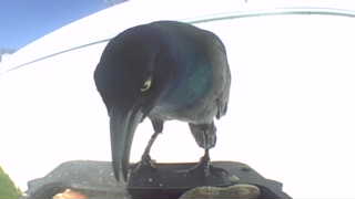 common grackle