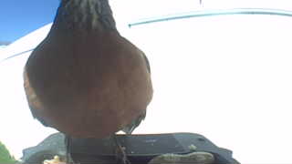 american robin