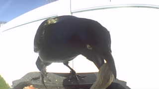 common grackle
