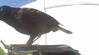 brewer's blackbird