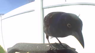 common grackle