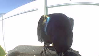 common grackle