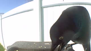 common grackle