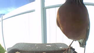 american robin