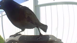 brown-headed cowbird