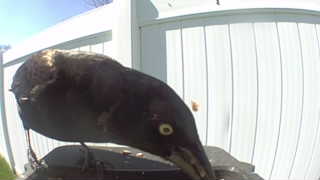 common grackle