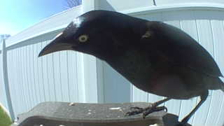 brewer's blackbird