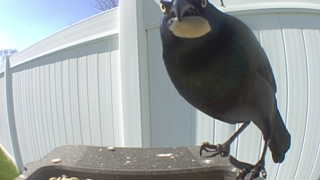 common grackle
