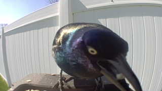 common grackle