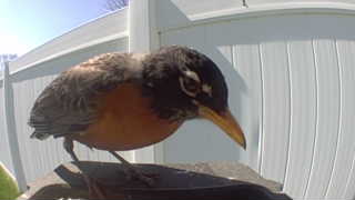 american robin