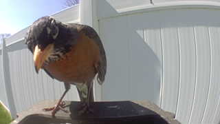 american robin