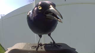 common grackle