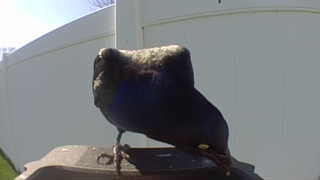 common grackle