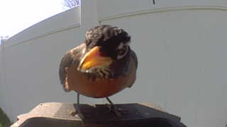 american robin