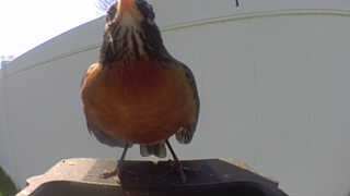 american robin