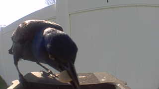 common grackle