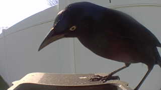 common grackle