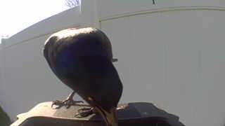 european starling