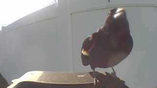 eastern towhee