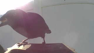 american crow