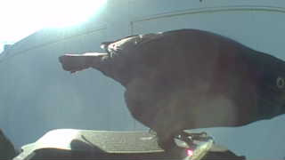 american robin