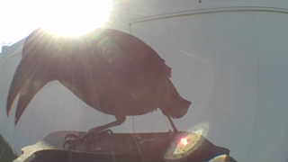 crow