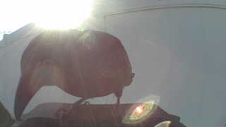 european starling