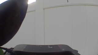 american crow