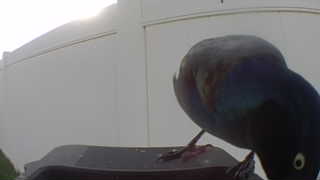 common grackle