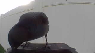 rock pigeon