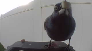 common grackle