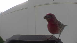house finch