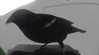 red-winged blackbird